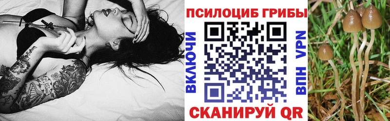 Галлюциногенные грибы Psilocybine cubensis  купить закладку  Чистополь 